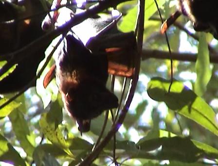 Kakadu with Speed Screenshot Flying Fox